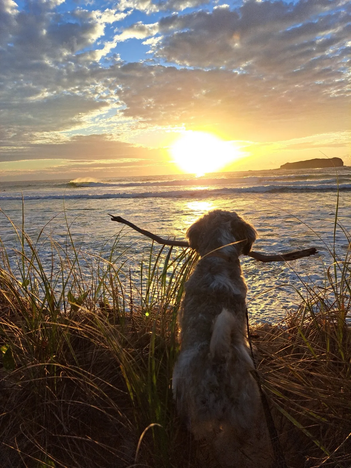 Dog silhouette in the dunes at sunrise