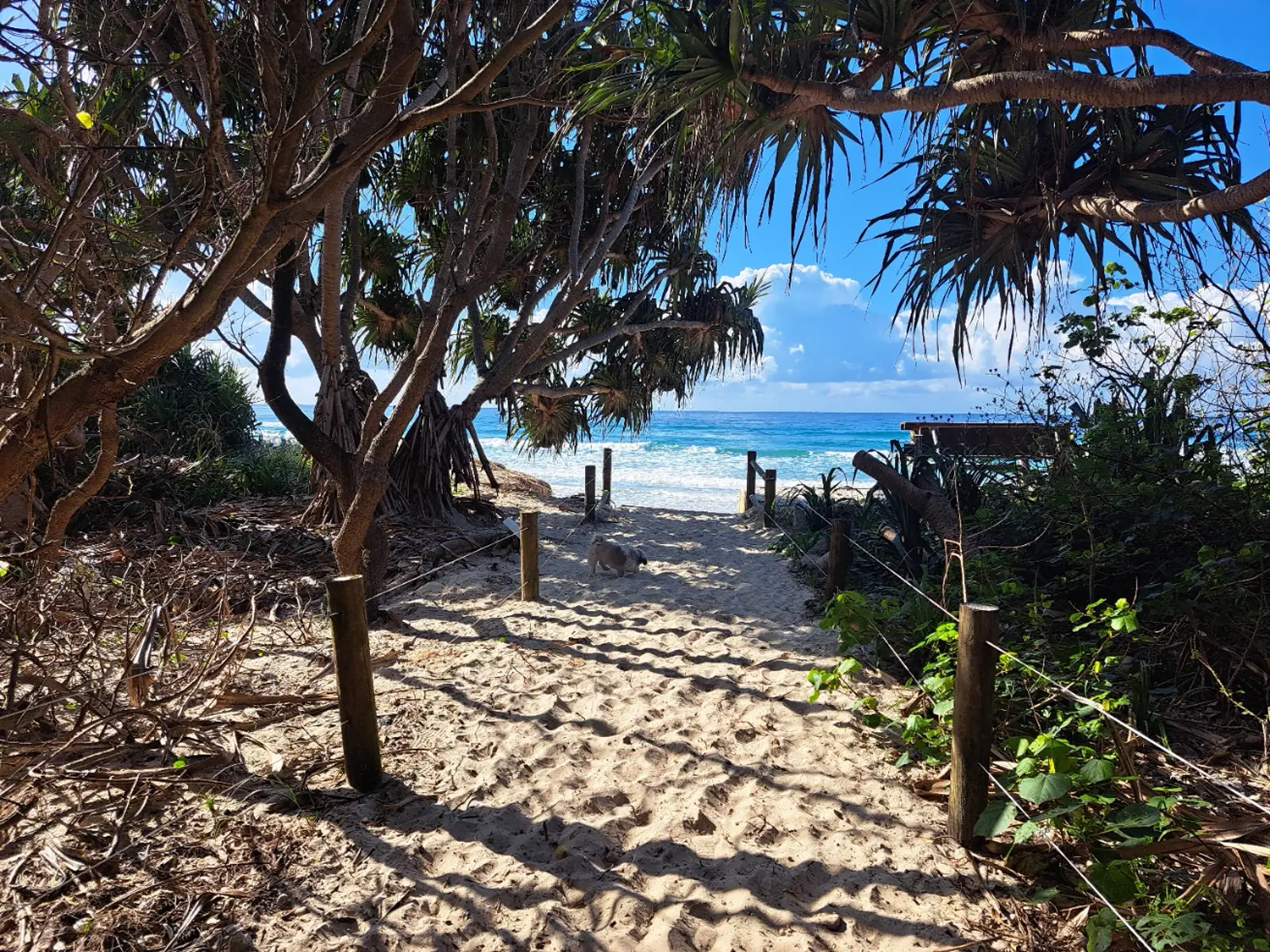 Beach path through the pandanus